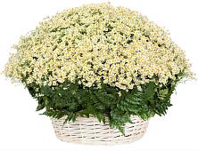 Цветочная композиция из Ромашки в корзине #REPLACE_PRED# Ровеньках